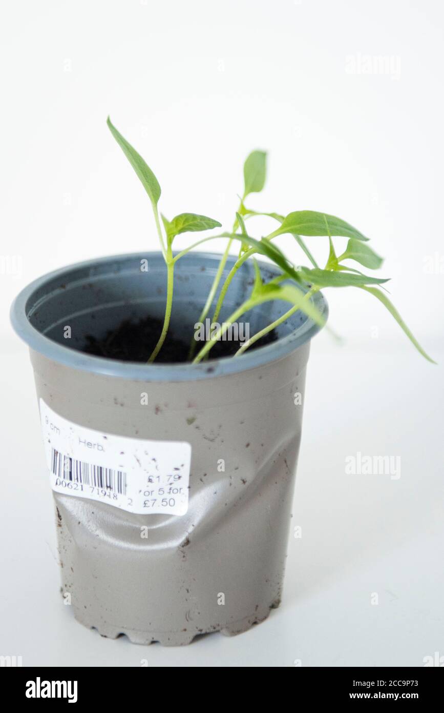 Growing Bell Pepper plant from the seed of a supermarket bought Bell