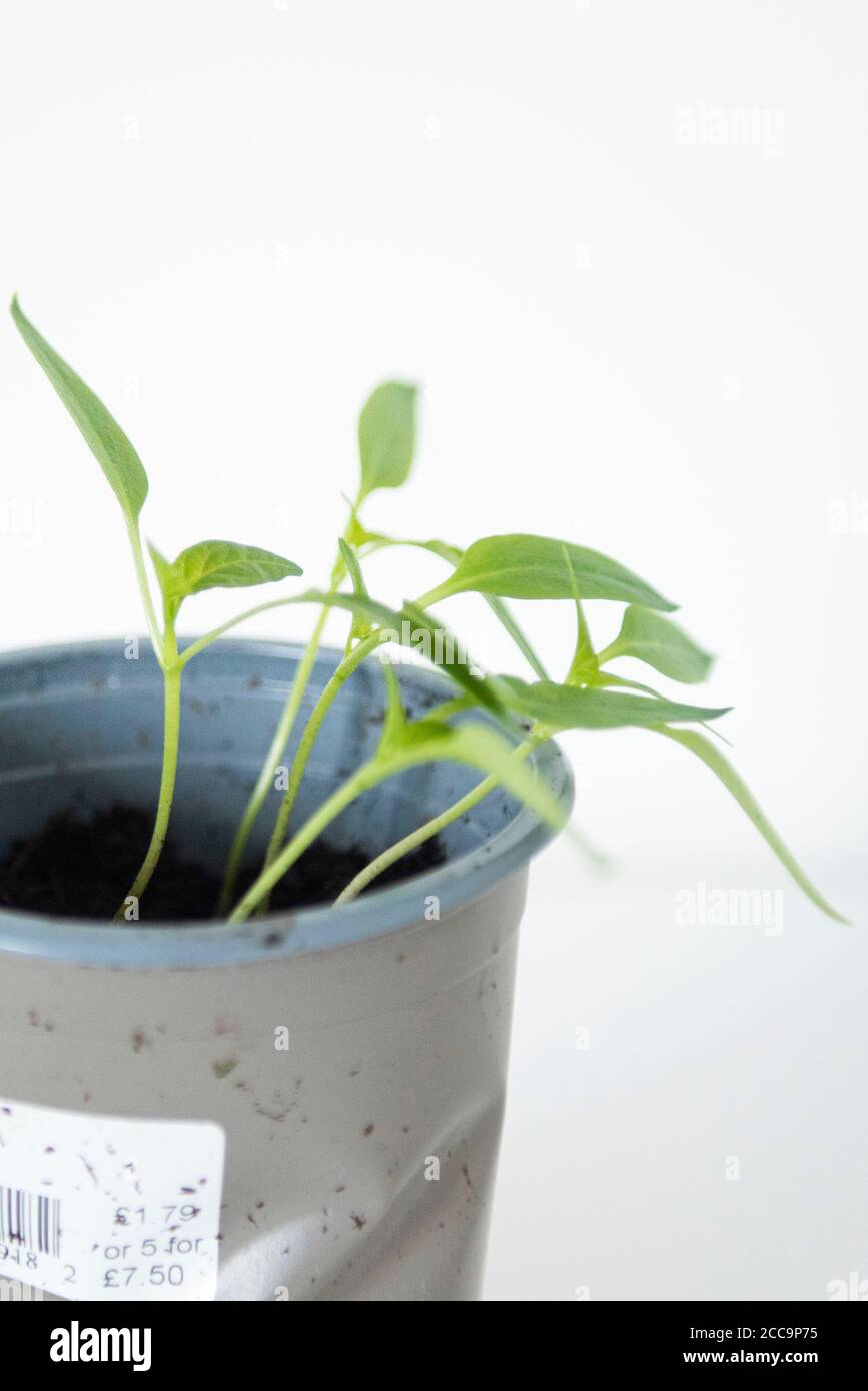 Growing Bell Pepper plant from the seed of a supermarket bought Bell