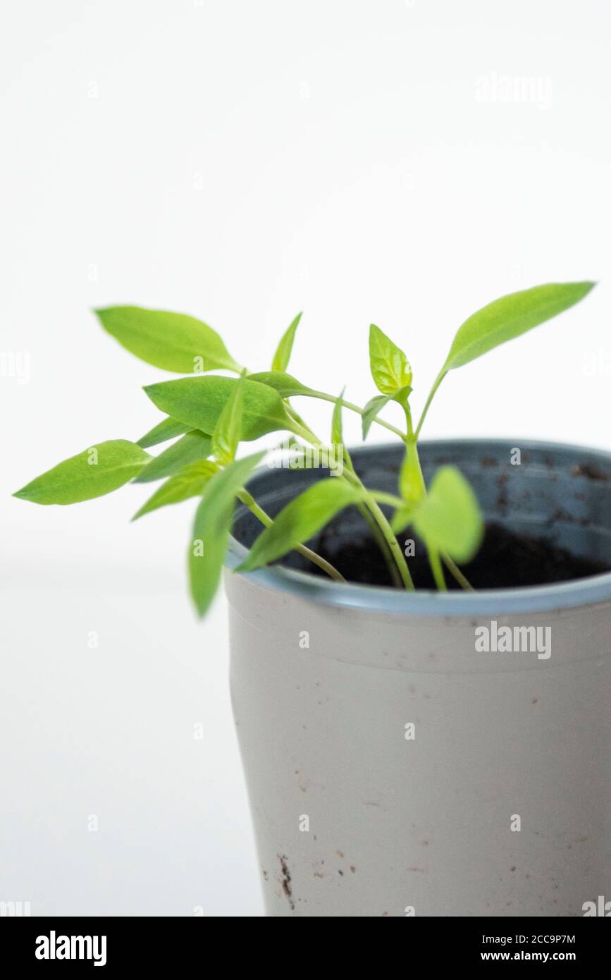 Growing Bell Pepper plant from the seed of a supermarket bought Bell