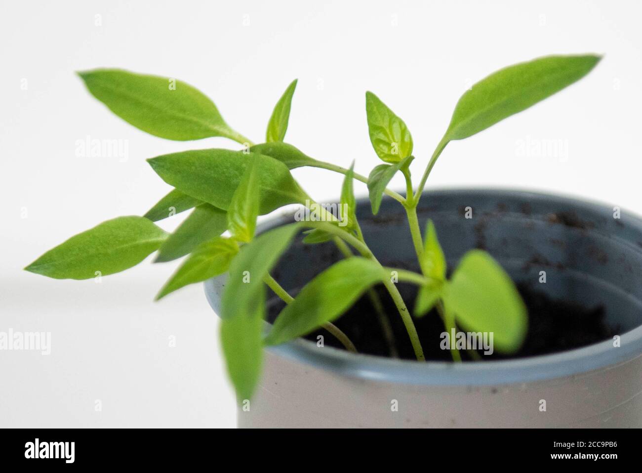 Growing Bell Pepper plant from the seed of a supermarket bought Bell