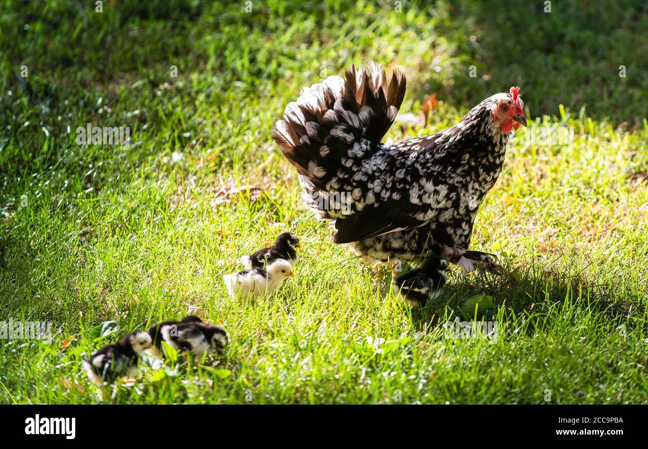 Clucking hen and chicks in the grass on a farm Stock Photo - Alamy