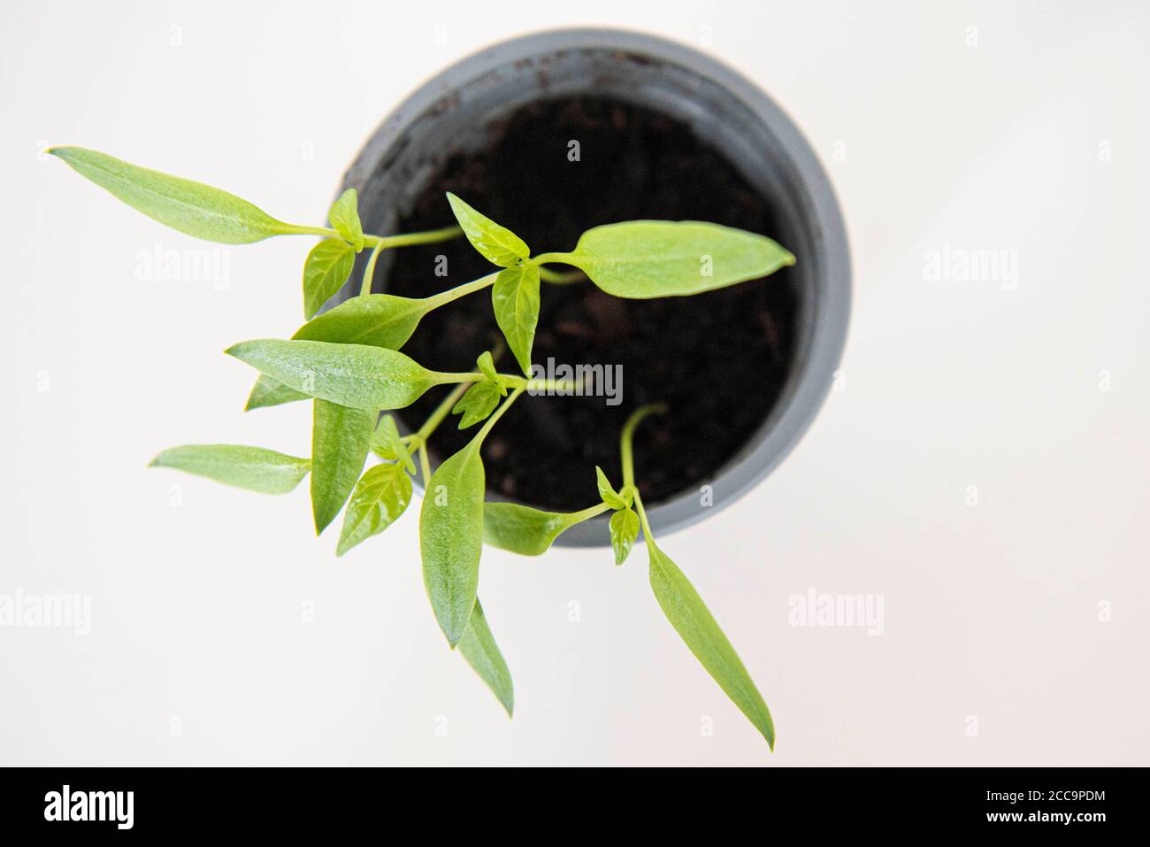 Growing Bell Pepper plant from the seed of a supermarket bought Bell