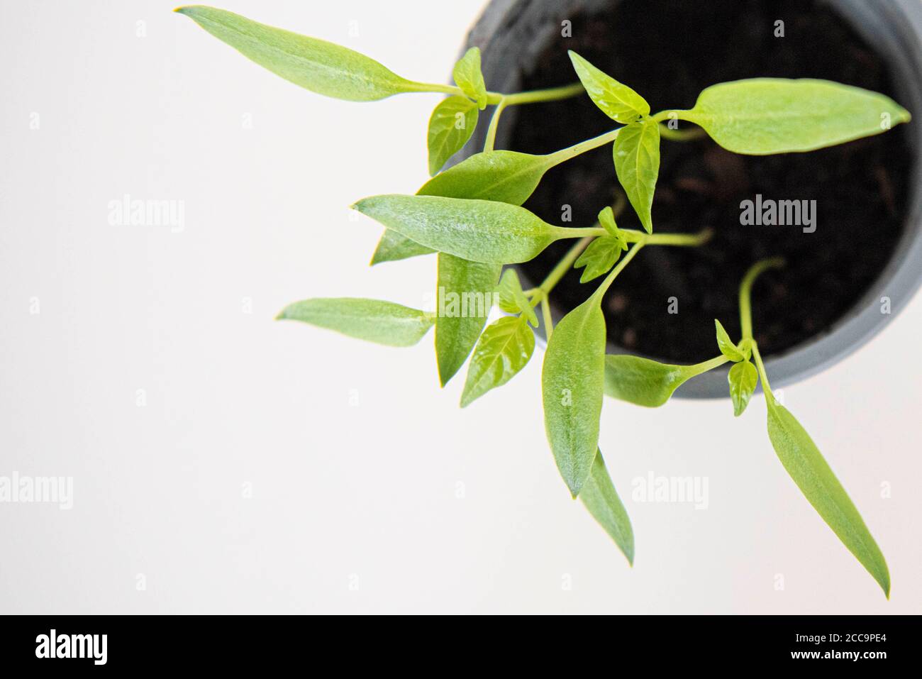 Growing Bell Pepper plant from the seed of a supermarket bought Bell