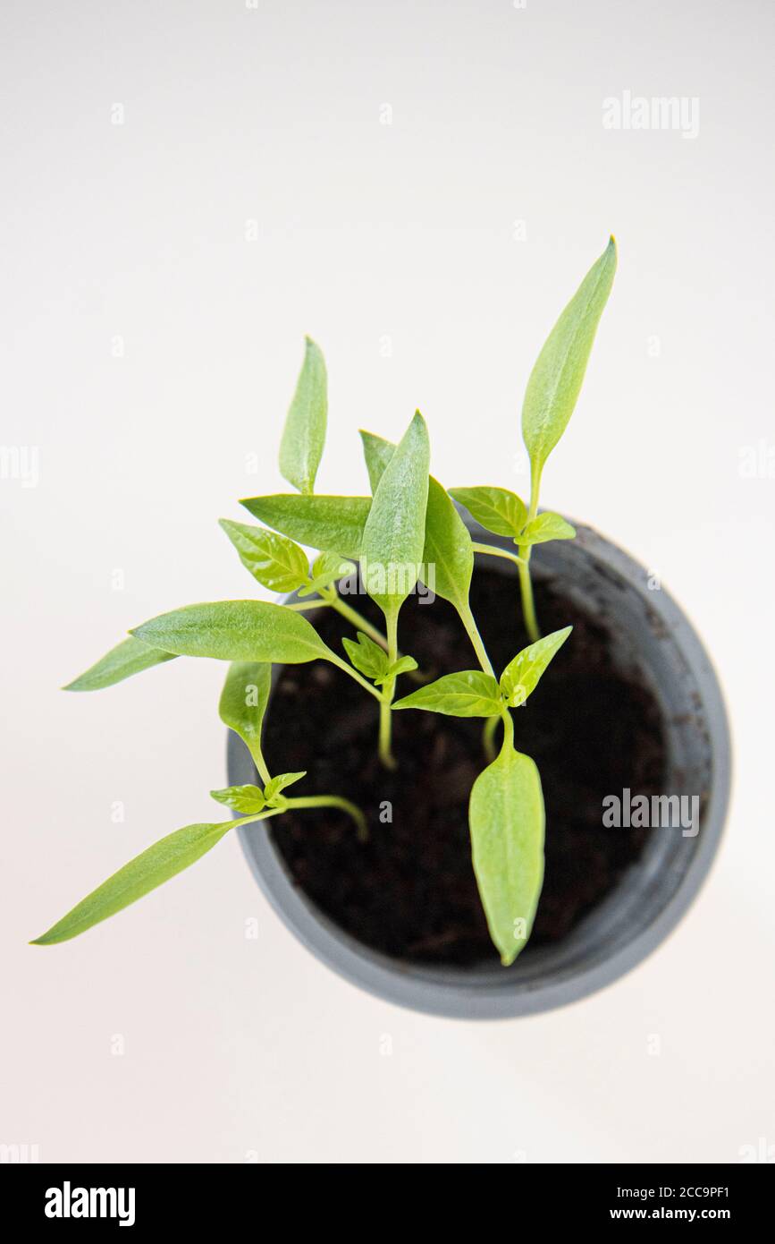 Growing Bell Pepper plant from the seed of a supermarket bought Bell