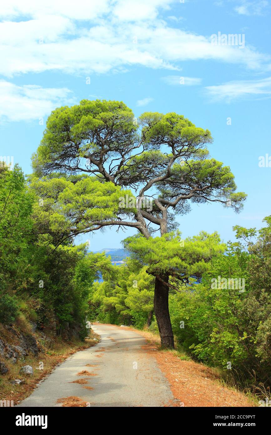 Big pine road hi-res stock photography and images - Alamy