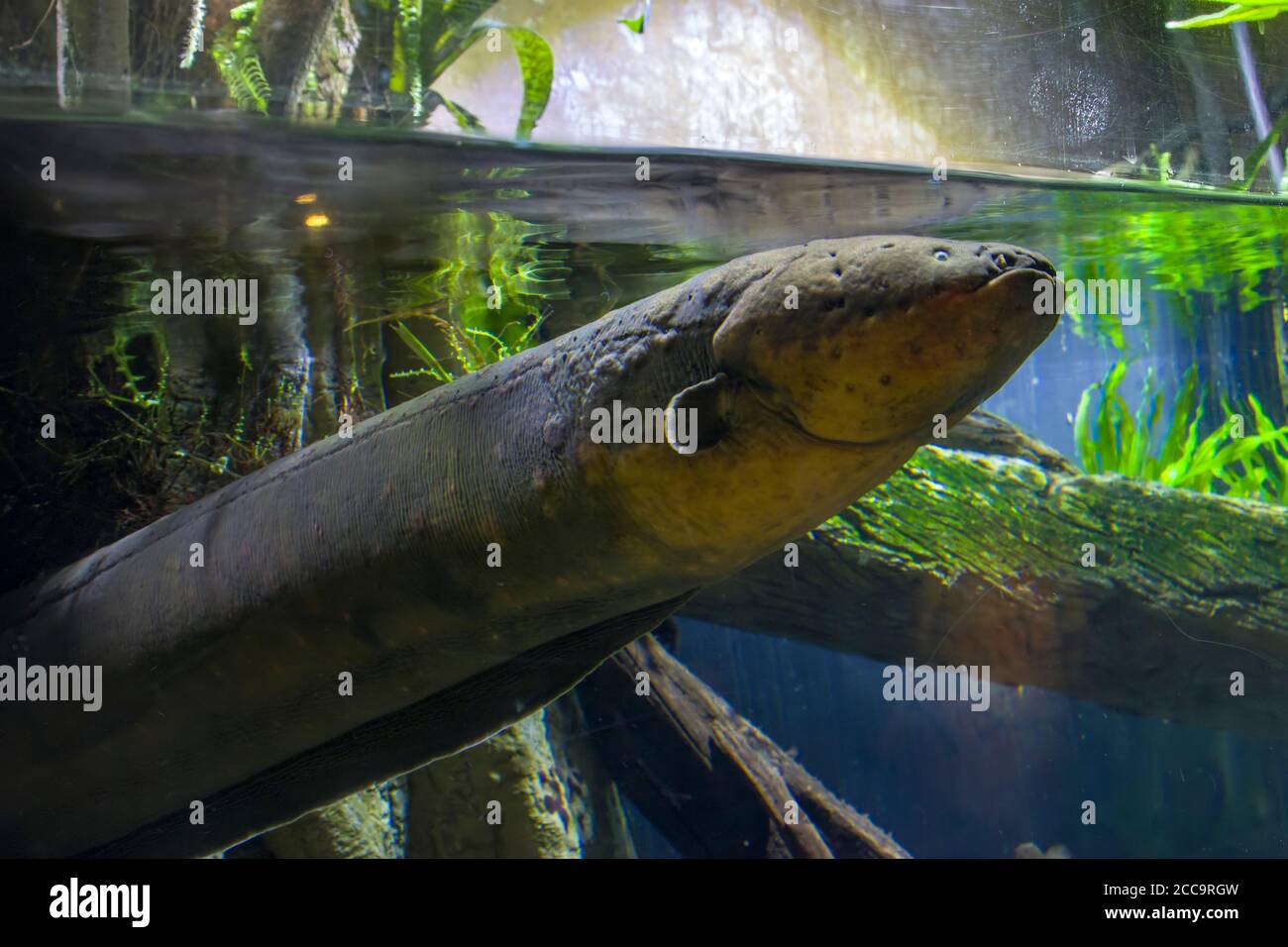 The electric eel (Electrophorus electricus) is a South American electric fish. It has three pairs of abdominal organs that produce electricity. Stock Photo