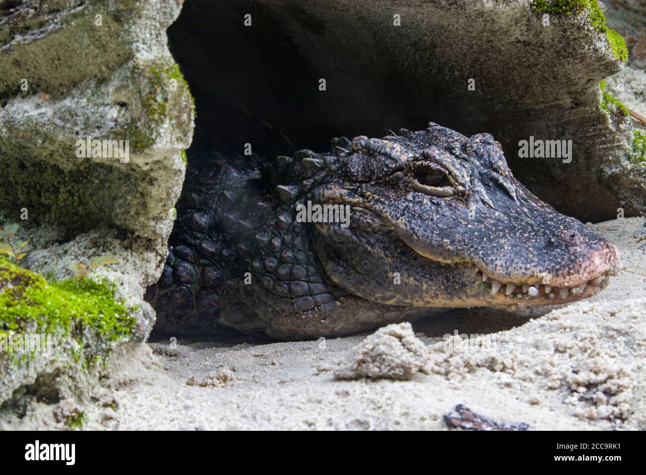 The closeup image of Chinese alligator (Alligator sinensis). A critically endangered crocodile endemic to China. Stock Photo