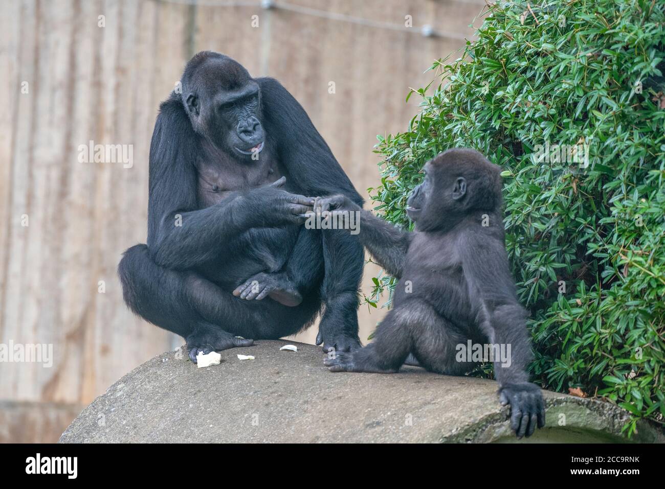 Western lowland gorillas Kibibi, left, and Moke in their yard at the National Zoo in Washington, DC. Stock Photo