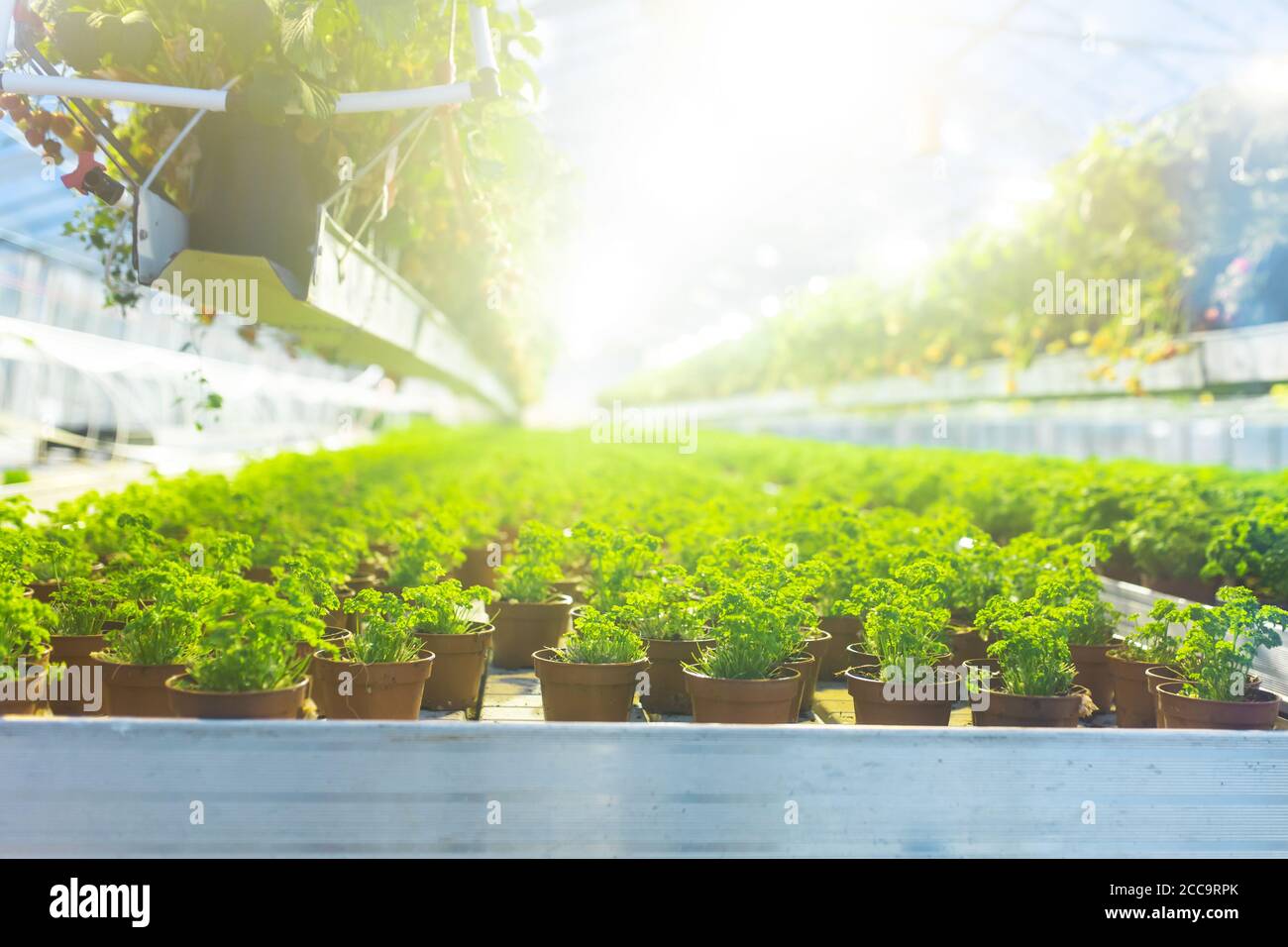 Plantation of plants in a greenhouse. Heating and creating a climate