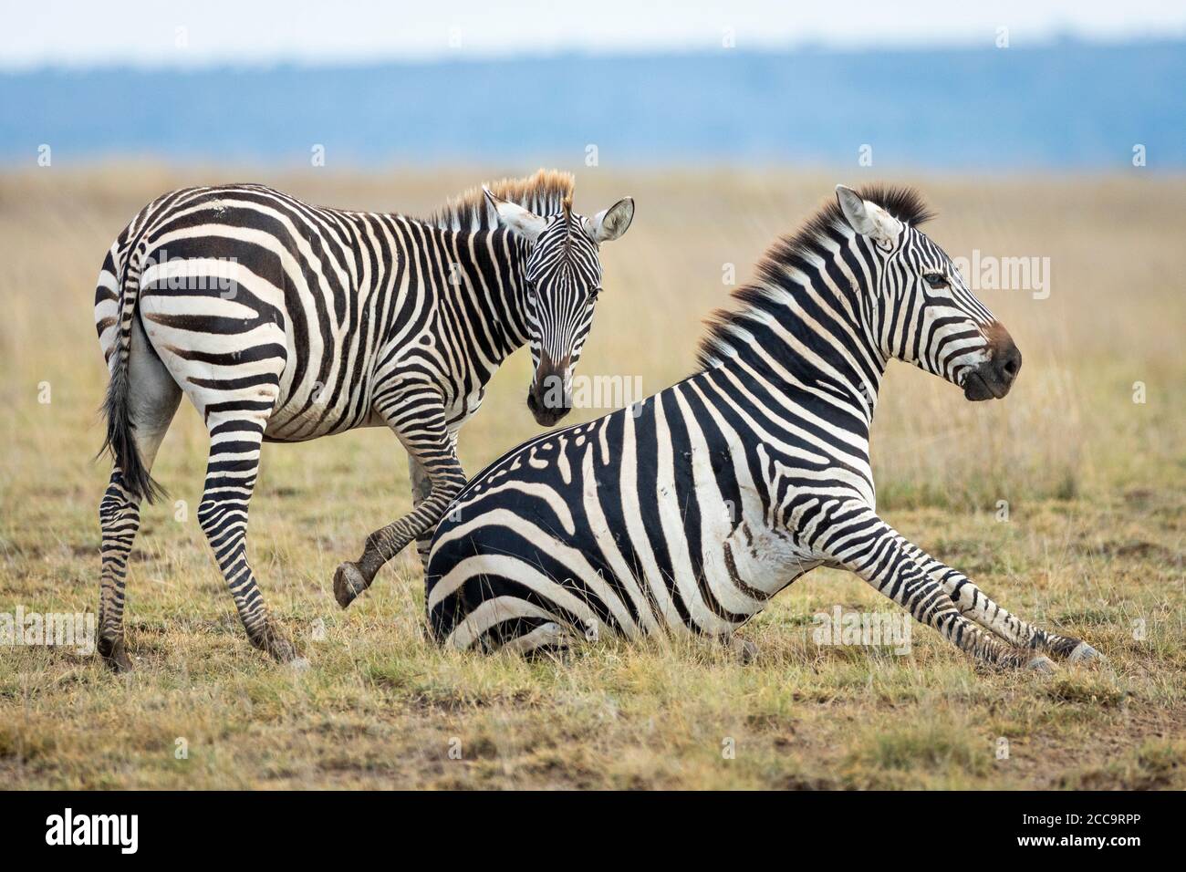 Two zebras in grassy plains of Amboseli looking alert in Amboseli National Reserve in Kenya Stock Photo