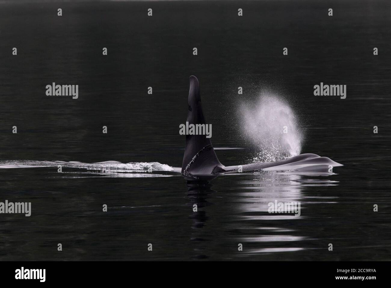 Eastern pacific whale hi-res stock photography and images - Alamy