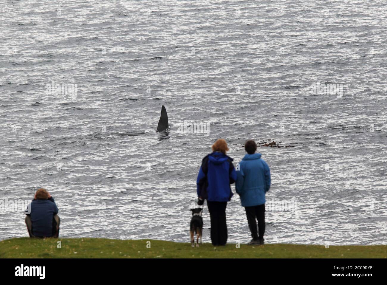 Killer Whale (Orcinus orca) swimming of the coast of Scotland with people looking on. Stock Photo