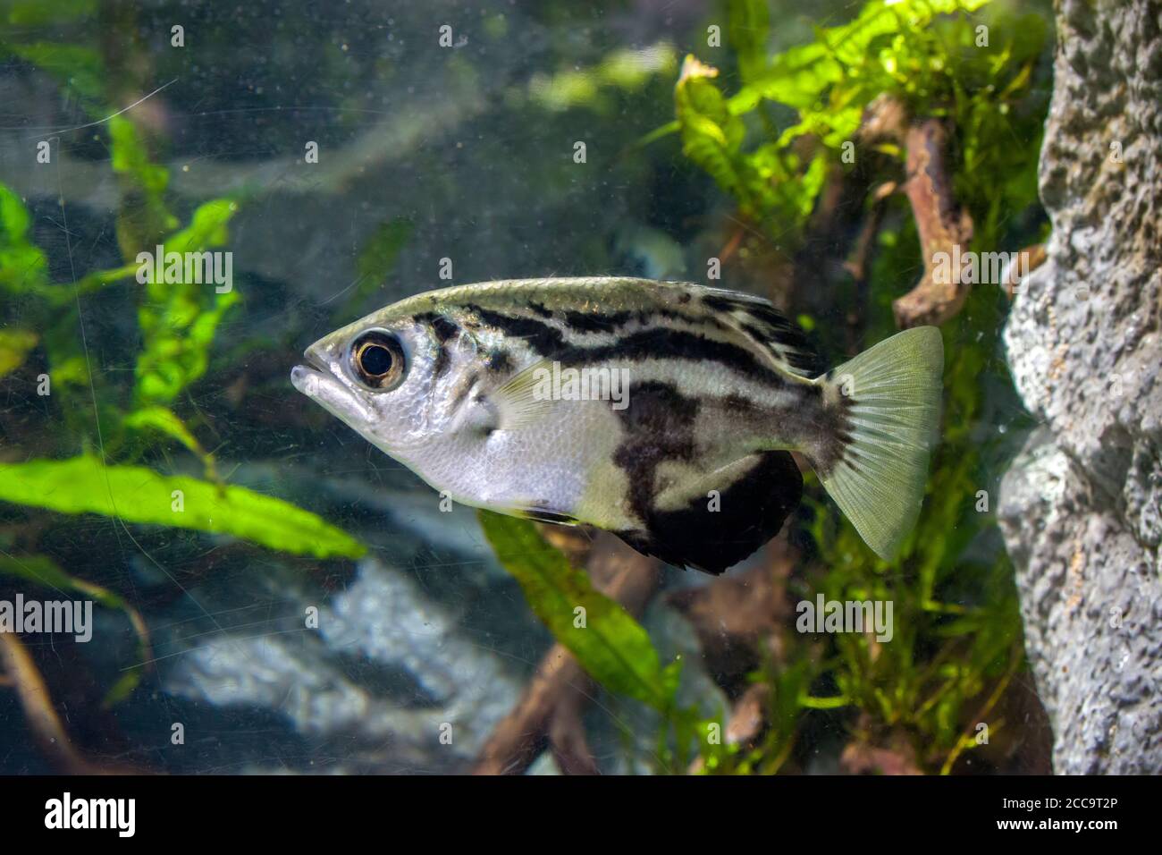 The clouded archerfish (Toxotes blythii) is a perciform fish of genus Toxotes. It is found in rivers and estuaries in Myanmar. Stock Photo