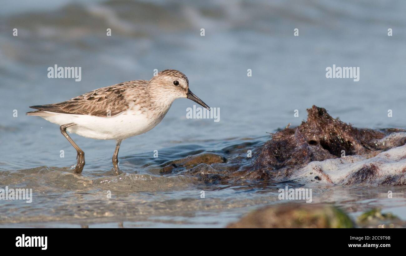 Adult Semipalmated Sandpiper (Calidris pusilla) standing along the shore during late summe. It is an early autumn migrating species. Stock Photo