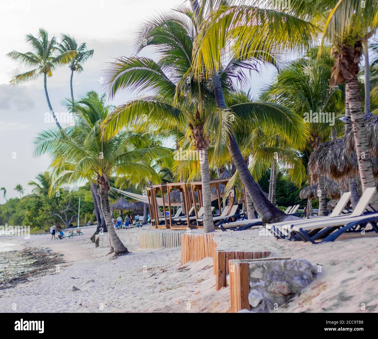 Coconut palms on the Caribbean. Dominican Republic Stock Photo Alamy
