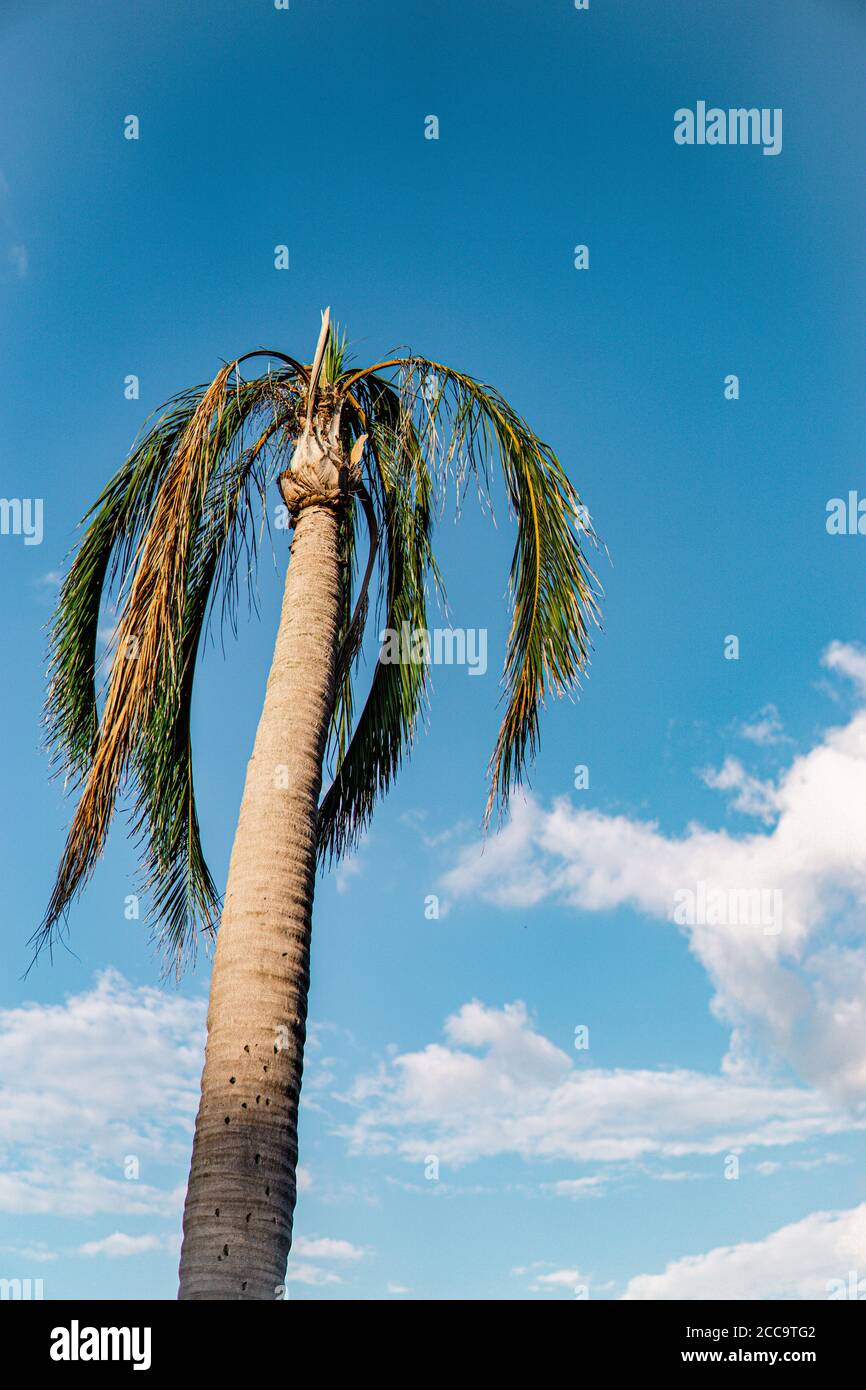 Sunny Palm Tree at the Beach Stock Photo - Alamy