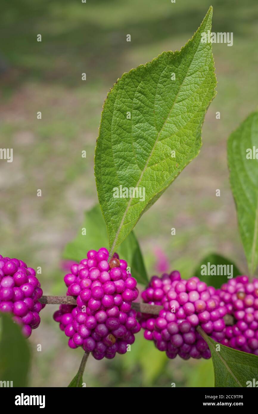 Beautyberry shurb fruit and leaves. Florida Stock Photo