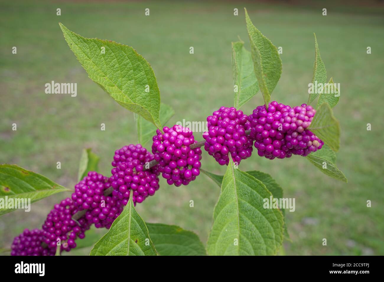 Beautyberry shurb fruit and leaves. Florida Stock Photo