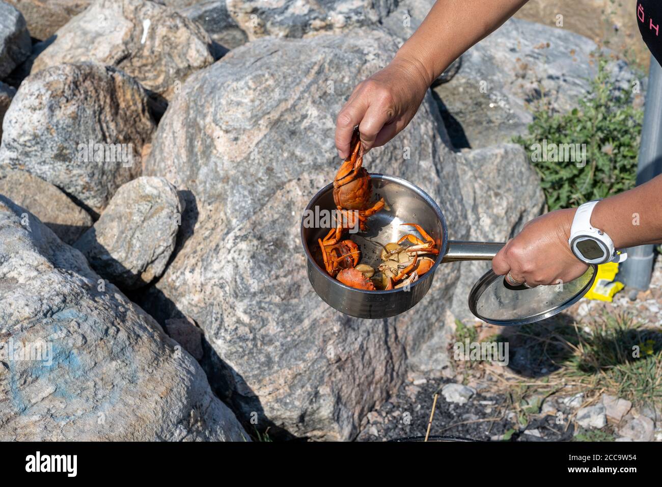 Newly cooked crabs. Fresh catch cooked in nature by the fishing site Stock Photo