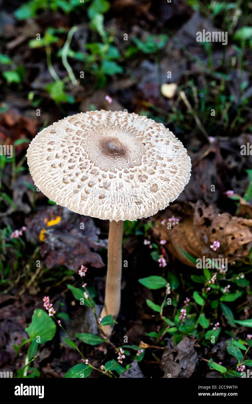Shaggy parasol mushroom grows from the forest floor. Stock Photo