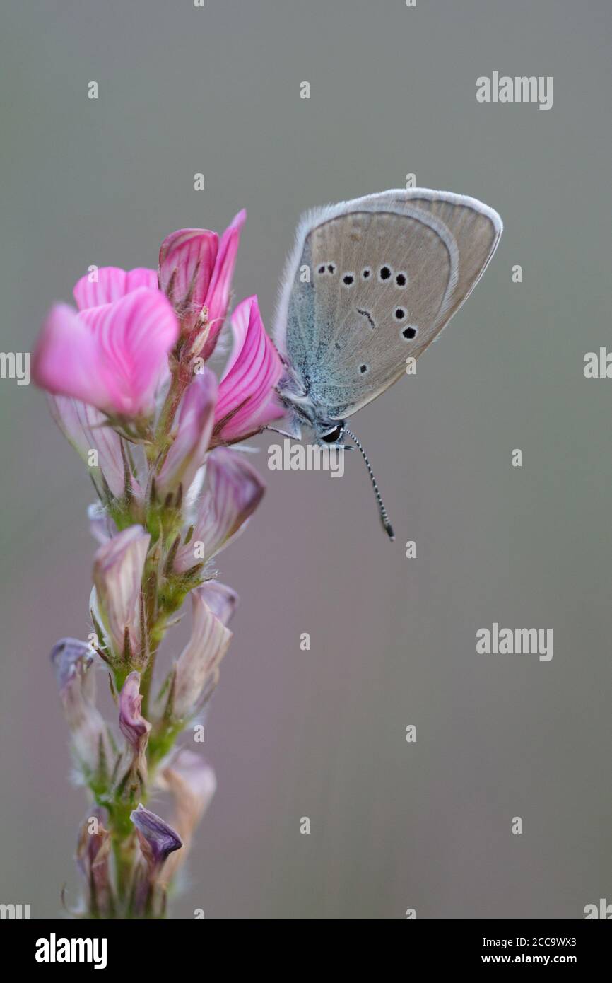 Mazarine Blue resting on small plant in Mercantour in France. Stock Photo