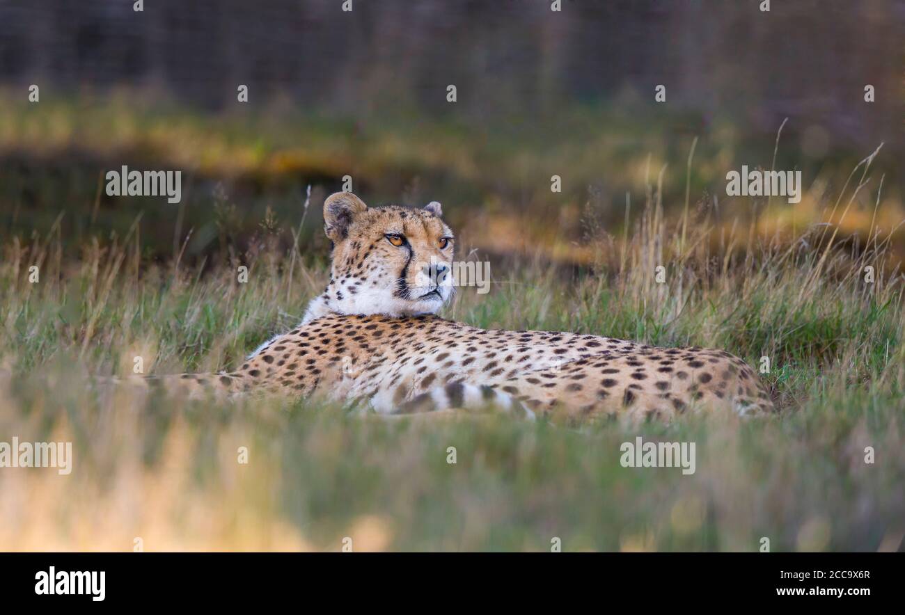 Alert cheetah (Acinonyx jubatus) isolated outdoors lying in long grass, West Midland Safari Park, UK. Big cats in captivity. Stock Photo
