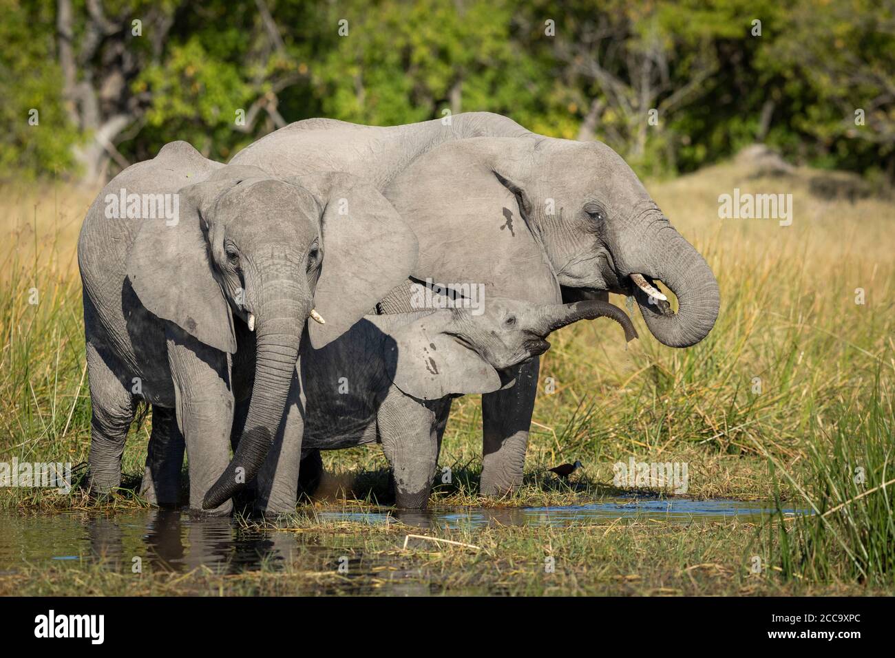 Female elephant, her calf and sub adult elephant standing at the edge of water in wet grass drinking in Moremi Okavango Delta Botswana Stock Photo