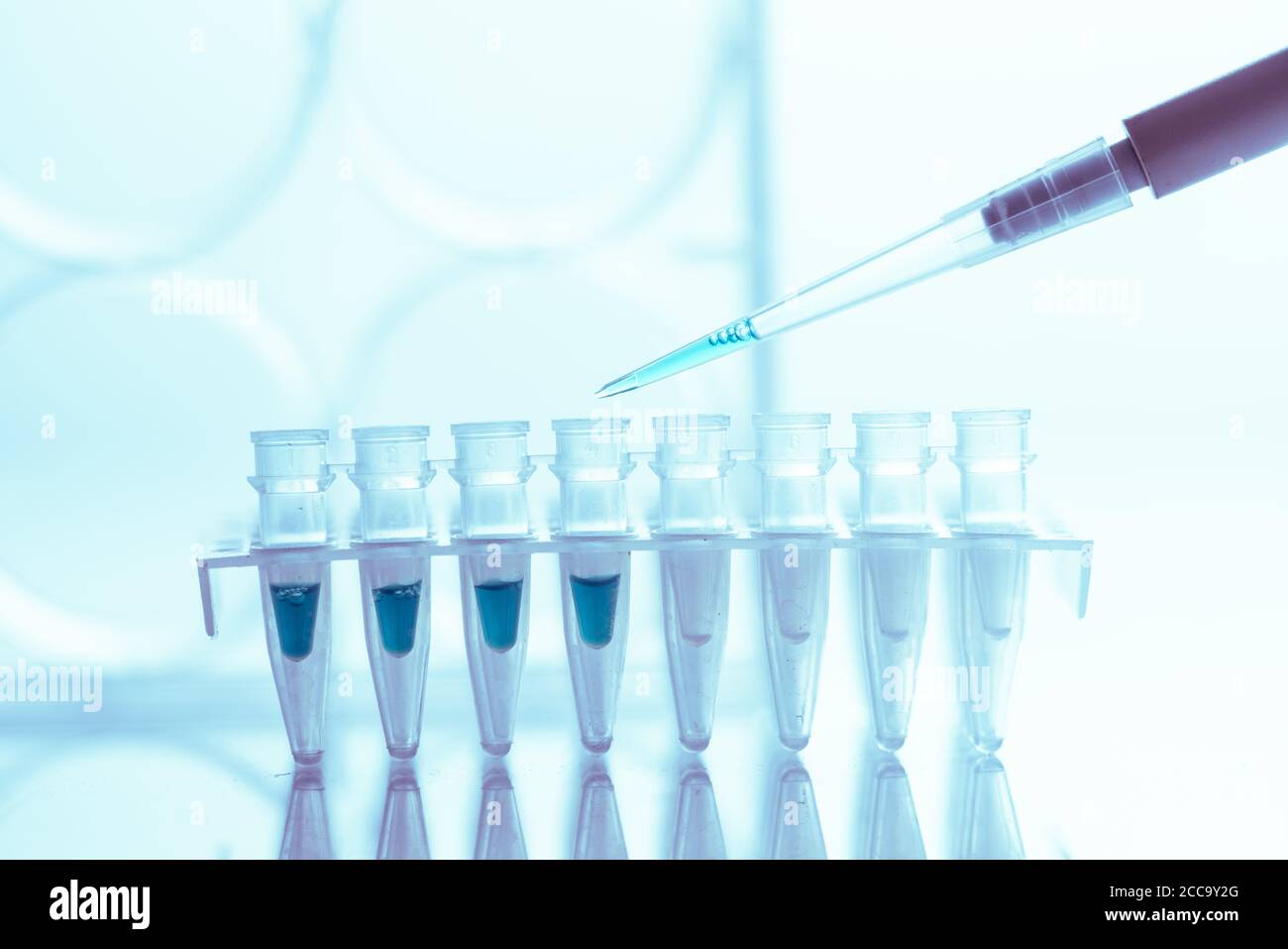 PCR Tube Strips Well  and Pipette in genetic research laboratory close up Stock Photo