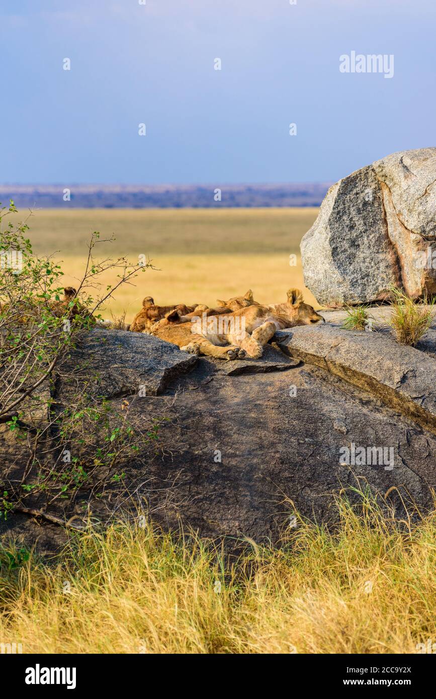 Female lion kopje rock serengeti hi-res stock photography and images ...