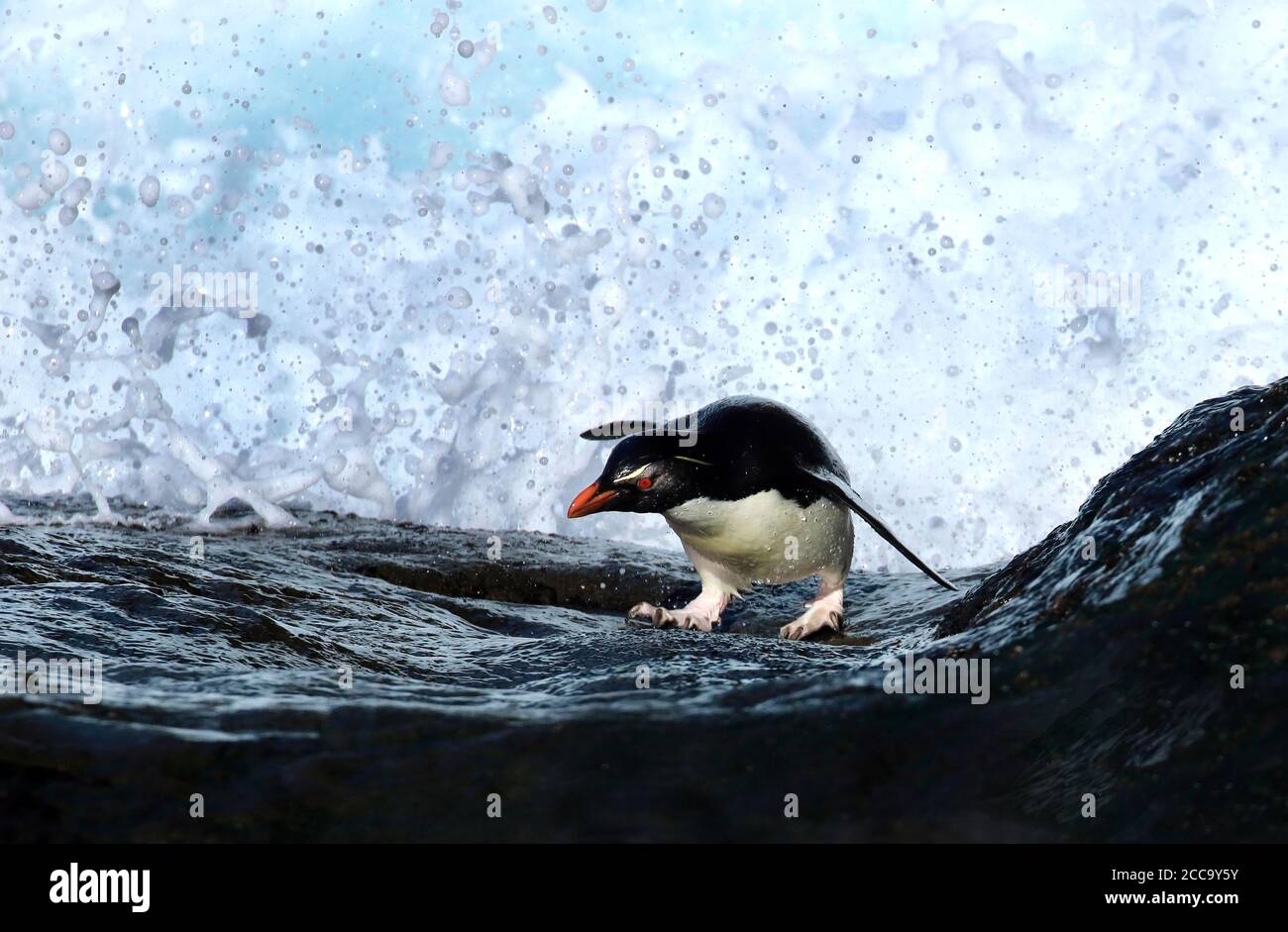 A Western Rockhopper Penguin (Eudyptes chrysocome) tries to get ashore, a hazardous job! Stock Photo