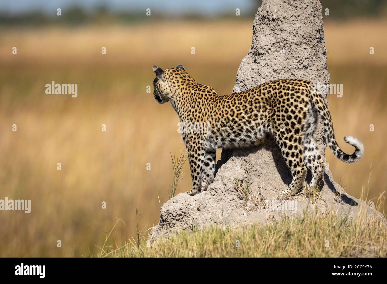 Leopard standing by a tall termite mound looking into the plains of Moremi Game Reserve in Botswana Stock Photo