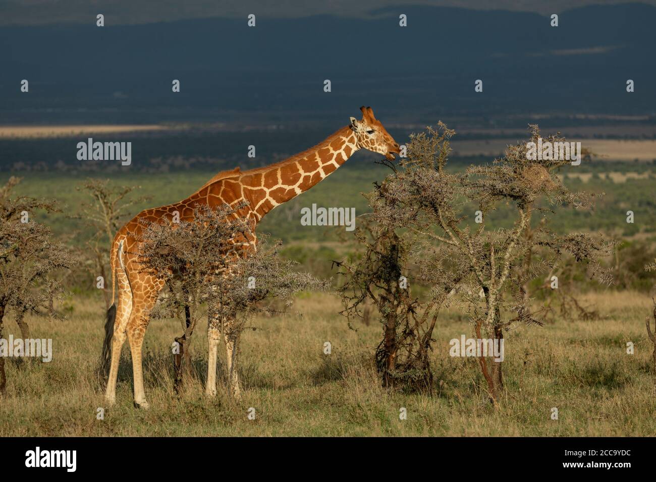 Adult reticulated giraffe eating from an acacia bush with dark blue stormy background in Ol Pajeta in Kenya Stock Photo