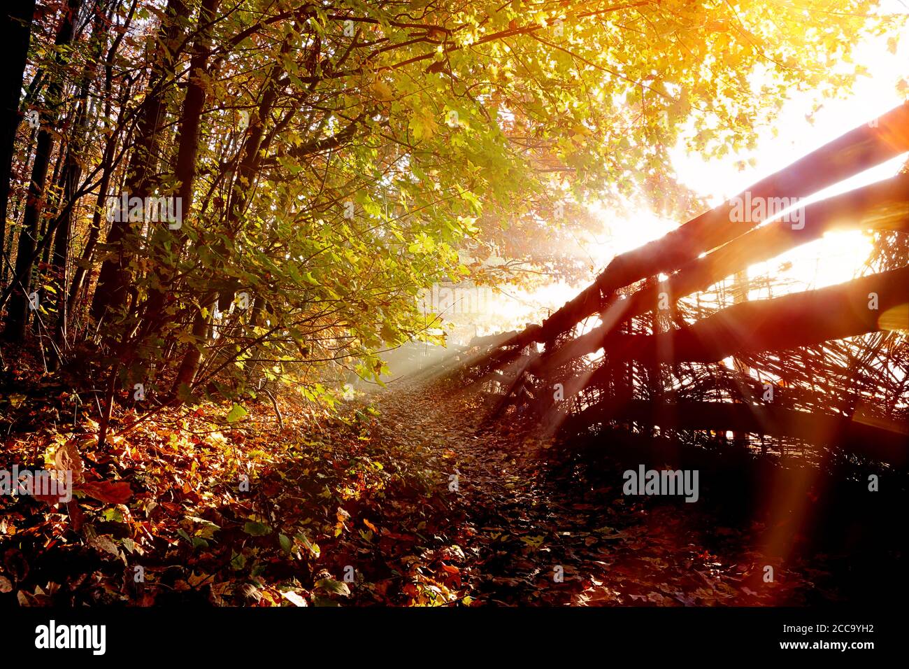 Empty forest footpath hi-res stock photography and images - Alamy