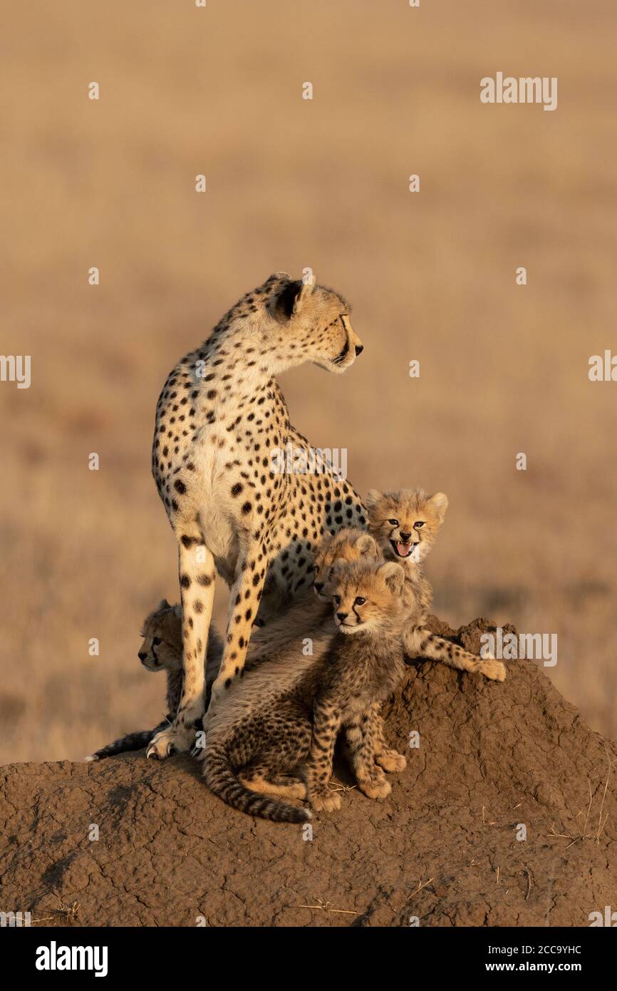 Mother cheetah and her four cubs sitting on a muddy termite mound in a sunny afternoon with a smooth background in Serengeti National Park in Tanzania Stock Photo