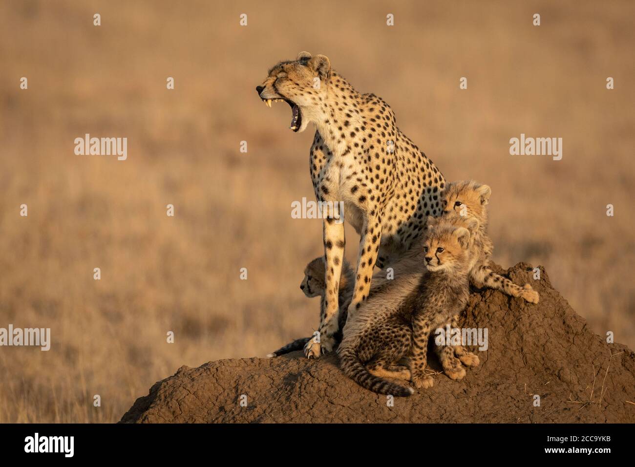 Mother and baby cheetahs sitting on a termite mound with the female cheetah yawning showing her teeth in Serengeti National Park in Tanzania Stock Photo