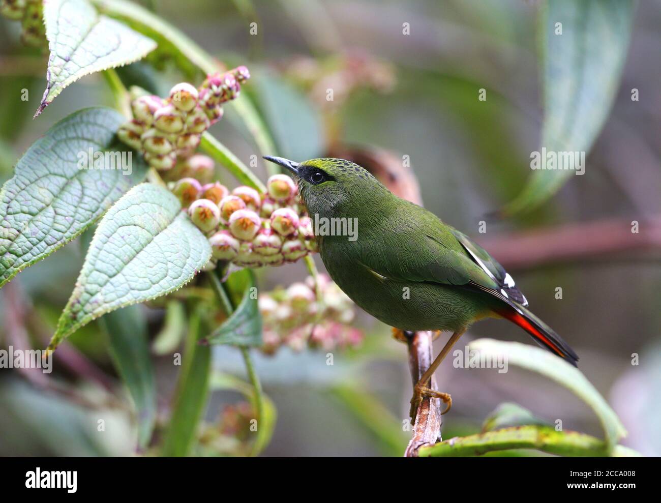 Firetailed Myzornis (Myzornis pyrrhoura) in montane temperate forest