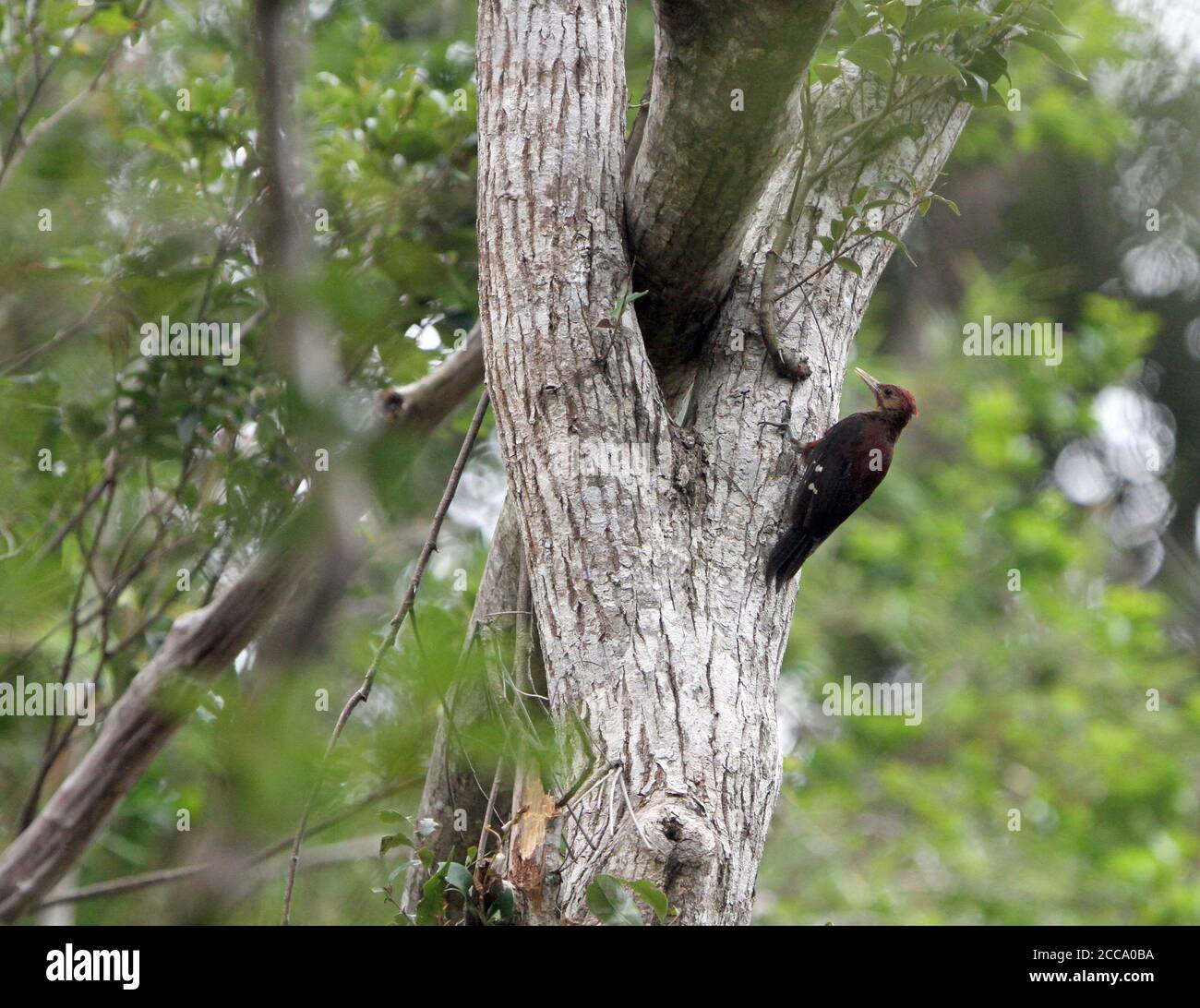 Critically endangered Okinawa Woodpecker (Dendrocopos noguchii) clinging to a tree in Japan. Also known as Noguchi's, Okinawan, Pryer's or Ryukyu wood Stock Photo