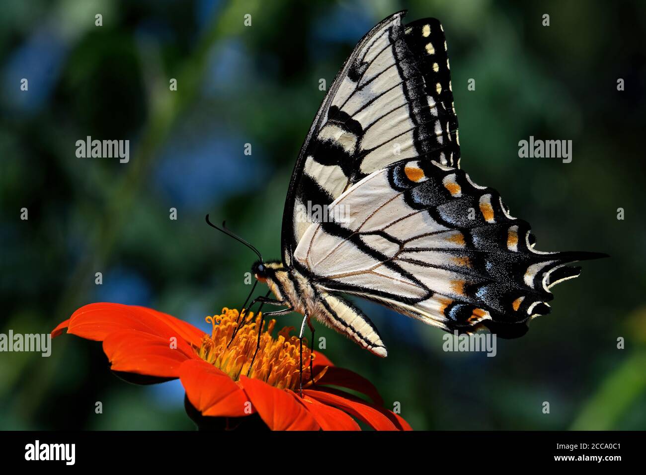 Eastern tiger swallowtail on Echinacea flower. The butterfly is a swallowtail butterfly native to eastern North America. Stock Photo