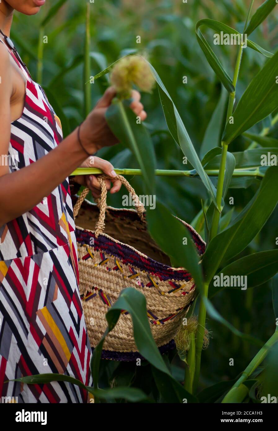 Young woman picking corn harvest with basket in a hand Stock Photo - Alamy