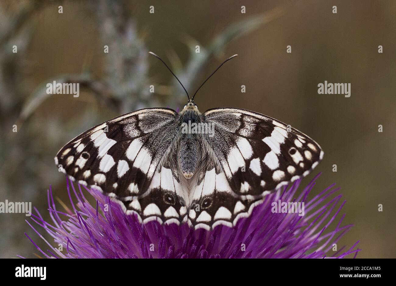 Balkan Marbled White butterfly, Melanargia larissa basking on a Cotton Thistle flower, Onopordium sp. Stock Photo