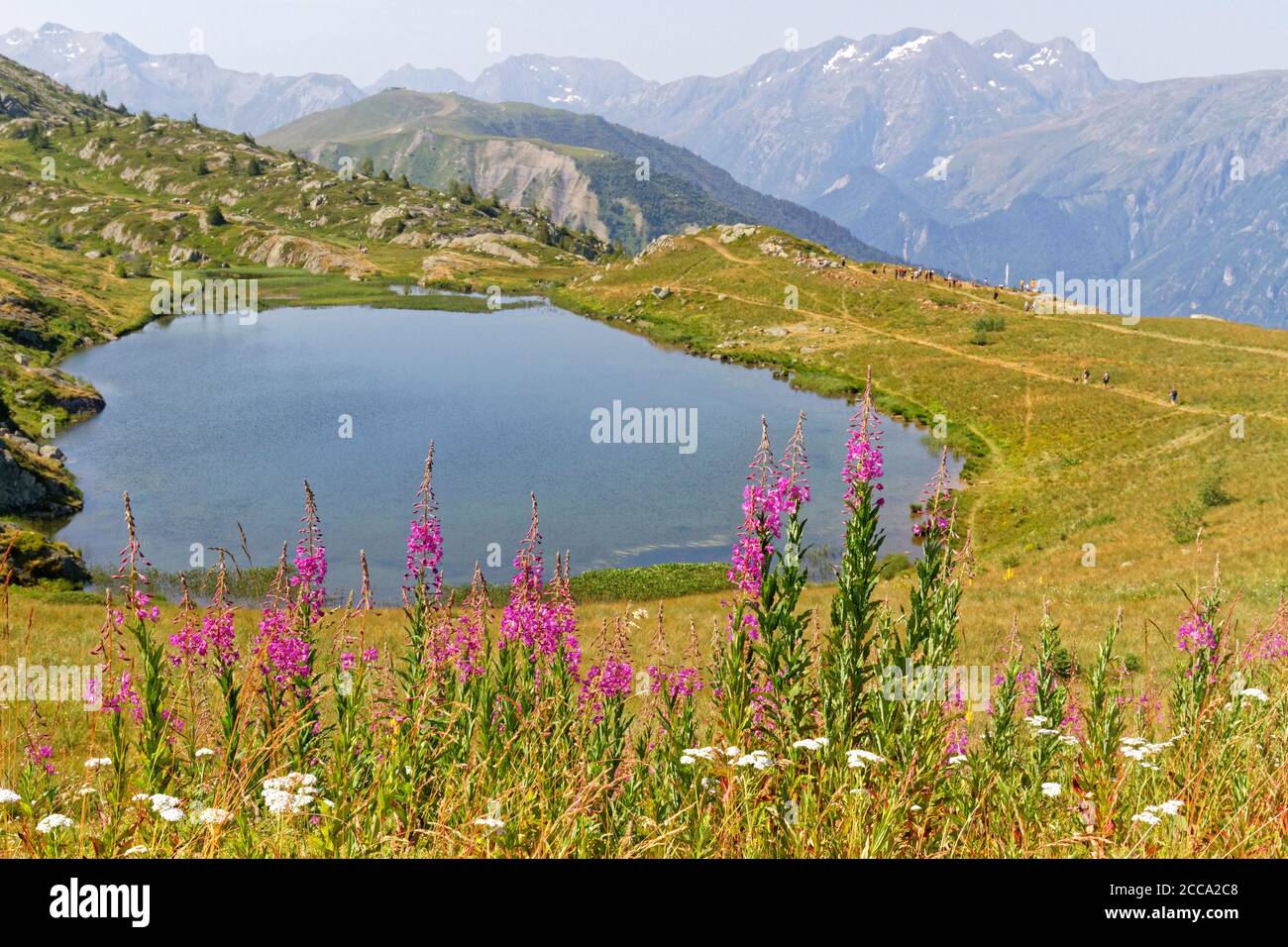 Fireweeds and Lac Carrelet, a small mountain lake of the Grandes Rousses range Stock Photo