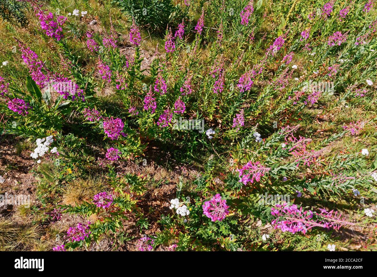 A lot of growing fireweeds seen from above Stock Photo