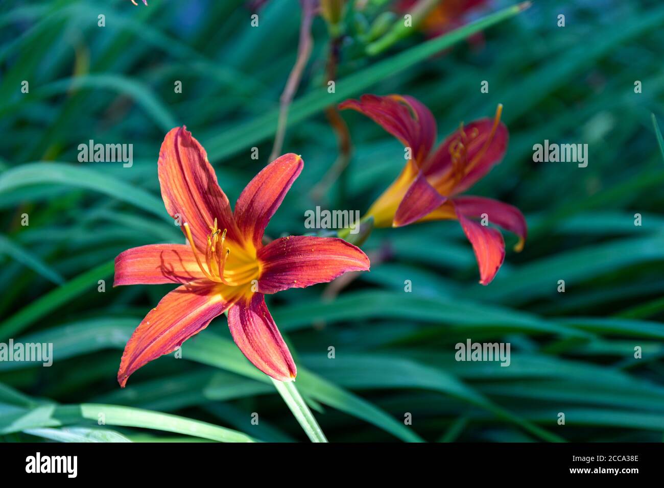 Hemerocallis Hybrida 'Sammy Russel' daylily flowers Stock Photo
