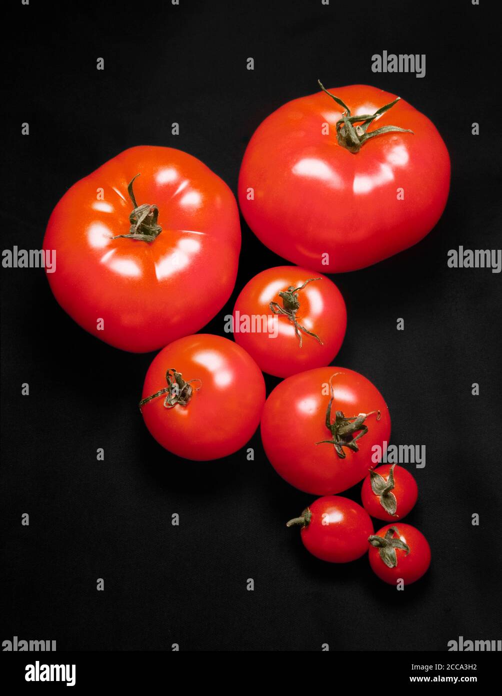 Tomato fruit varieties, Solanum lycopersicum Stock Photo Alamy