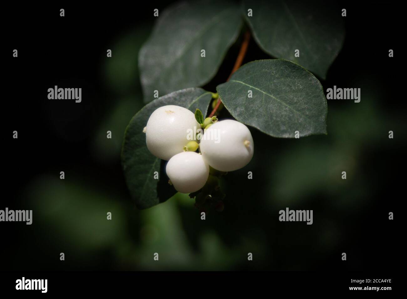 Snowberry or snowberries on a green bush also known as Symphoricarpos albus Stock Photo