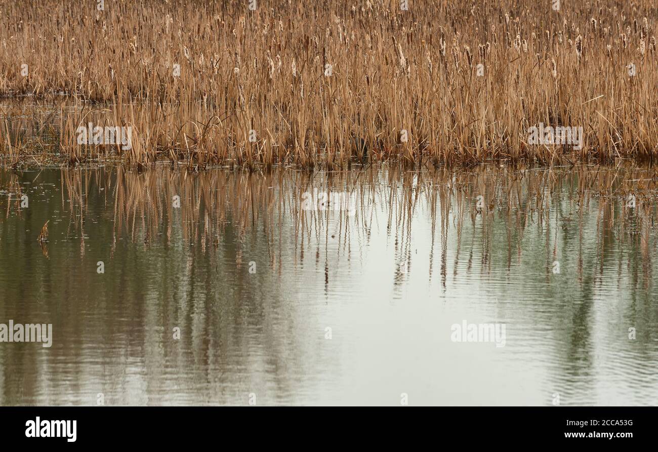 Autumn cattails plants reflect in wetland waters Stock Photo