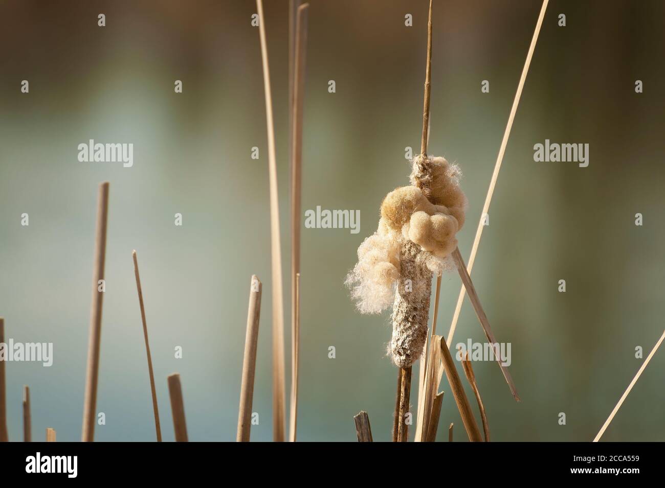 Cattails puff up with seeds waiting to be scattered by the wind. Stock Photo