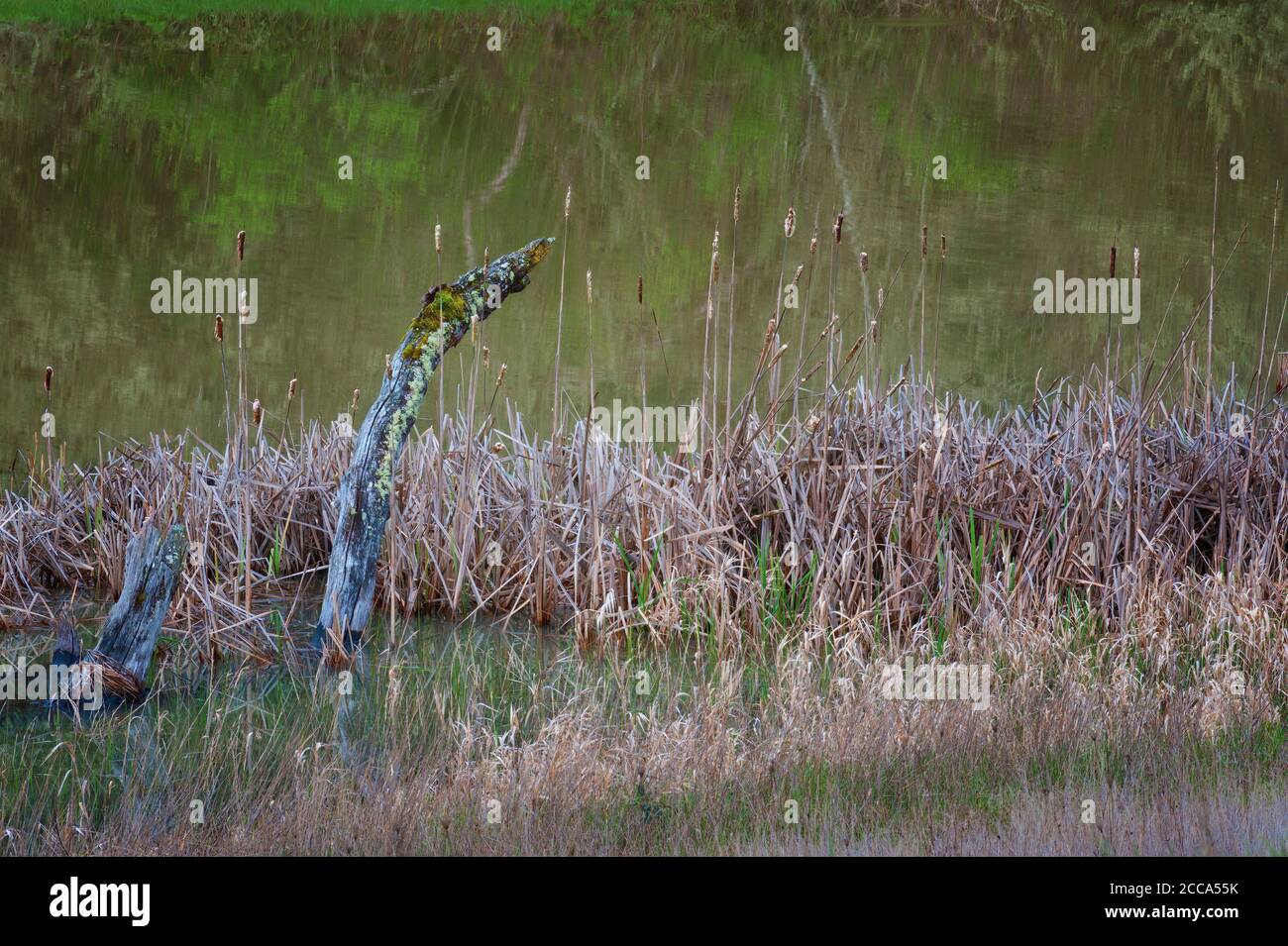 Along the wetland waters grows cattails and decaying tree trunks. Stock Photo