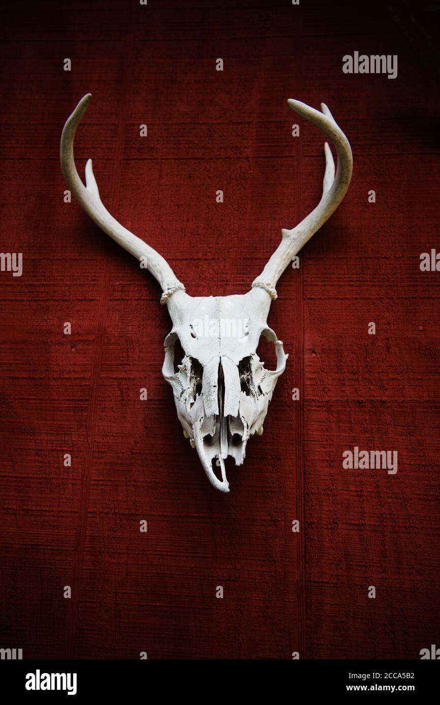 skull with horns on a red background Stock Photo