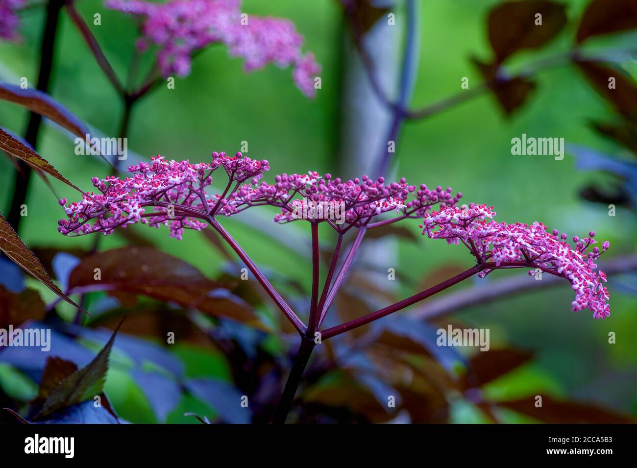 Spring blooming Black Lace Elderberry shrub with lacy like delicate blooms Stock Photo
